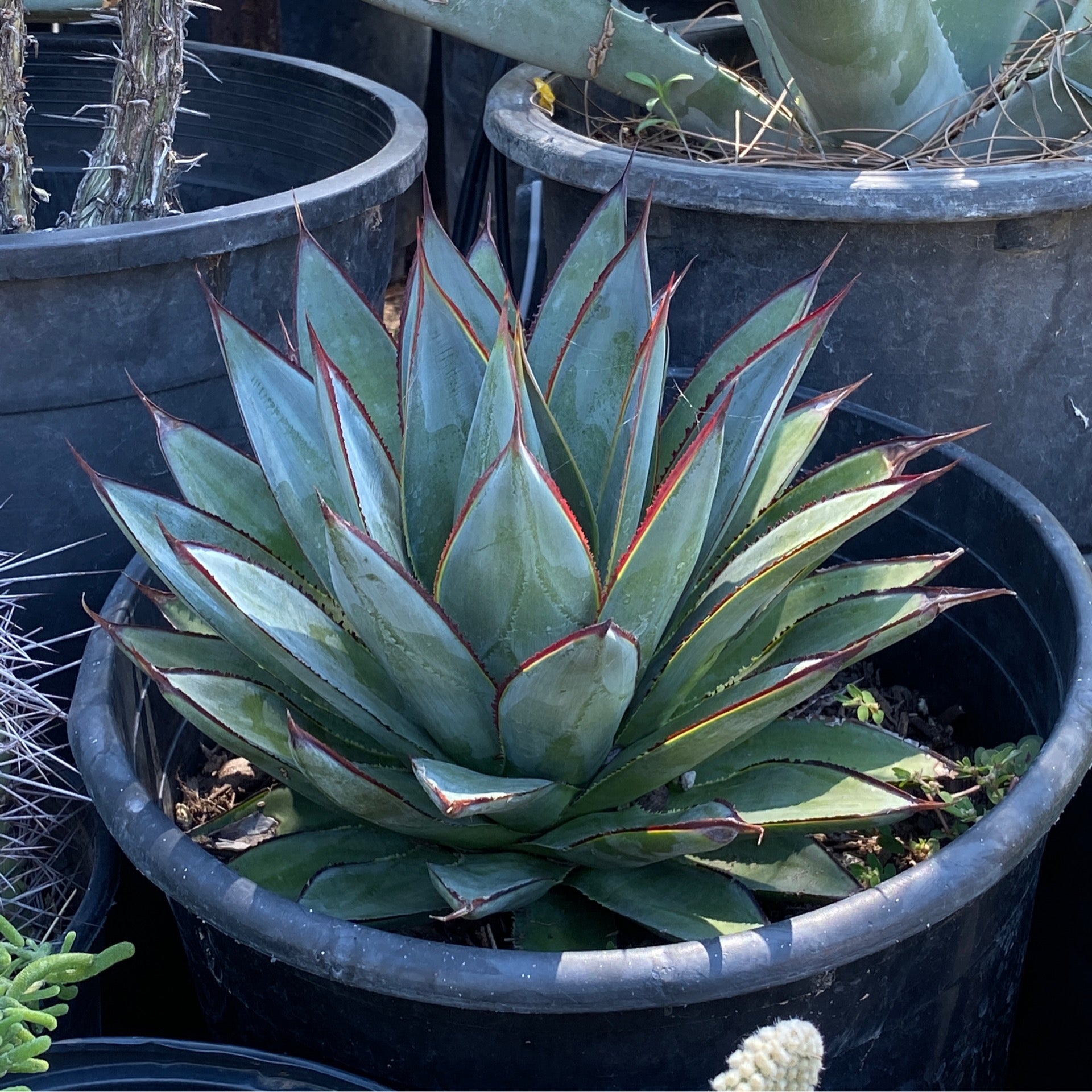 Blue Glow Cactus