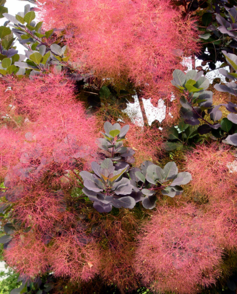 Smoke Tree | Natura Greenhouse Smoke Tree | Natura Greenhouse