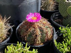 Blue Barrel Cactus | Natura Greenhouse
