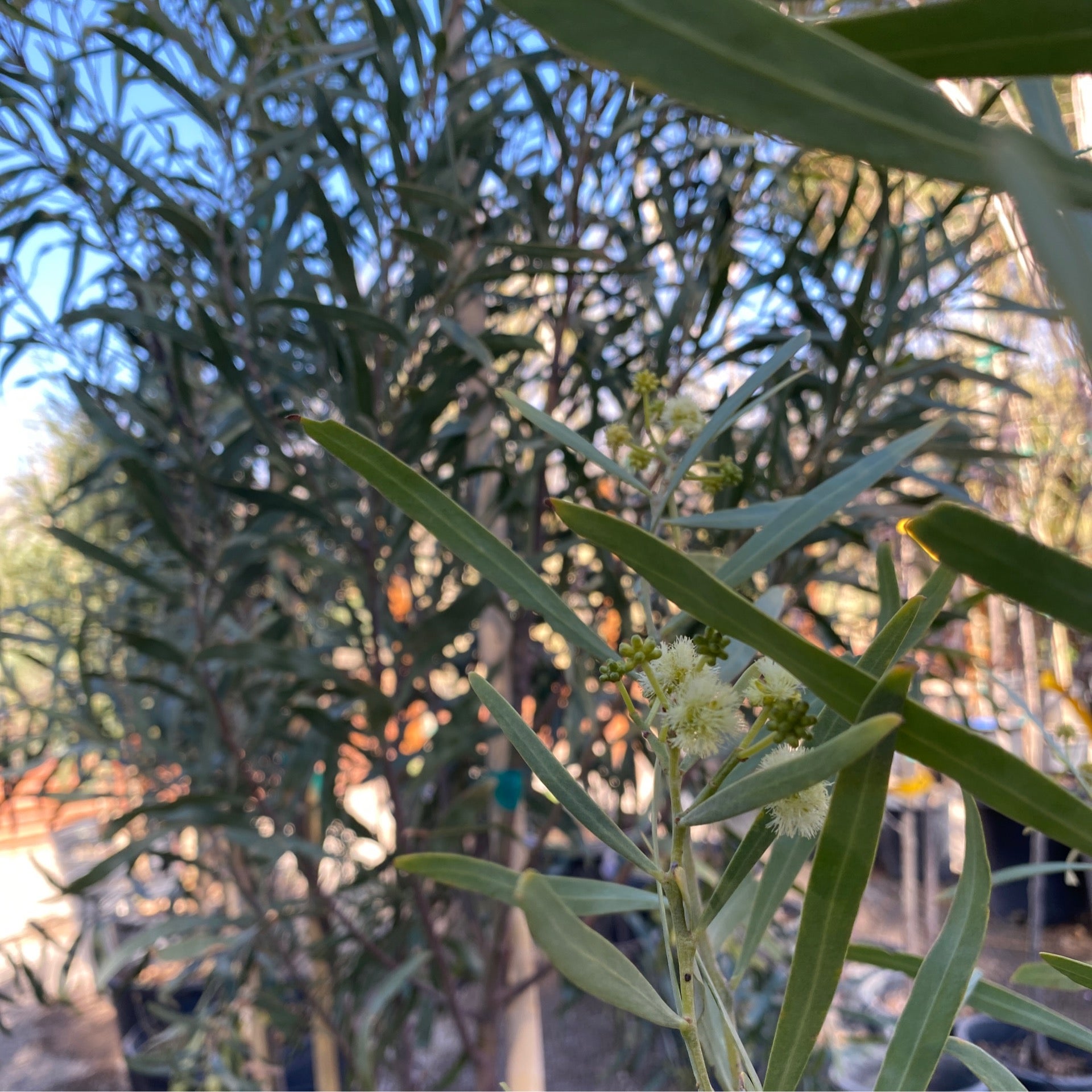 Acacia Tree | Natura Greenhouse
