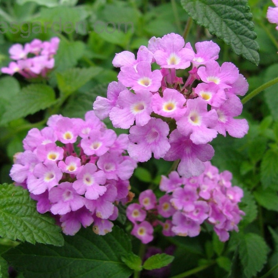 Purple Lantana | Natura Greenhouse