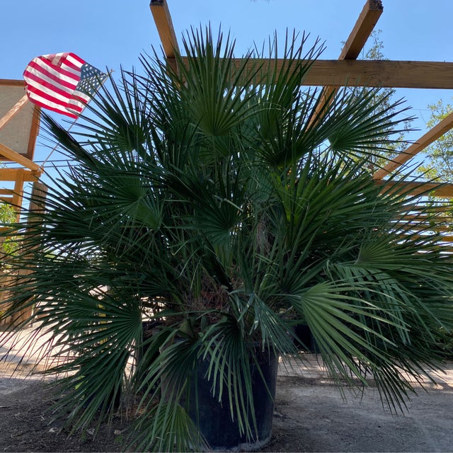 Palm Trees | Natura Greenhouse