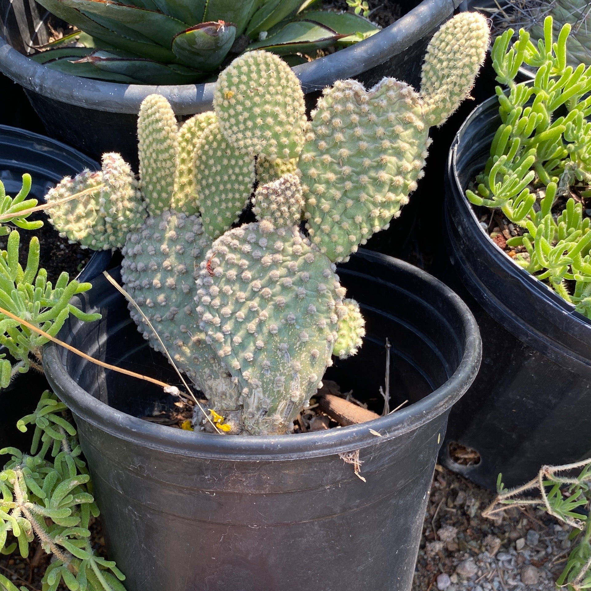 Bunny Ear Cactus | Natura Greenhouse