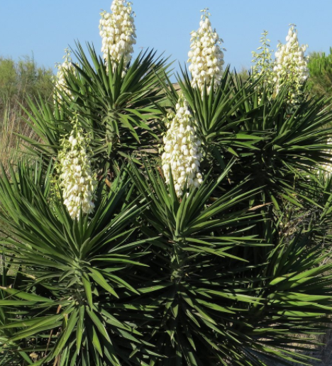 Spanish dagger' Yucca | Natura Greenhouse