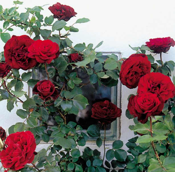 Don Juan Red Red Rose | Natura Greenhouse