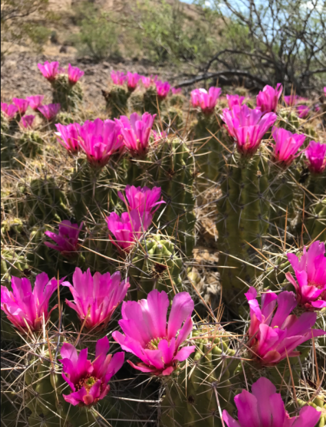 Strawberry Hedgehog Cactus | Natura Greenhouse