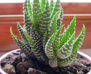 Zebra Aloe Vera