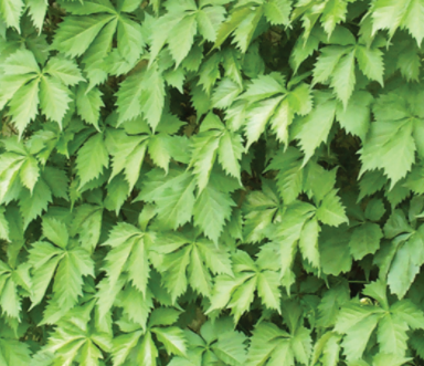 Virginia Creeper (New York City EcoFlora Volunteer Guide) · iNaturalist