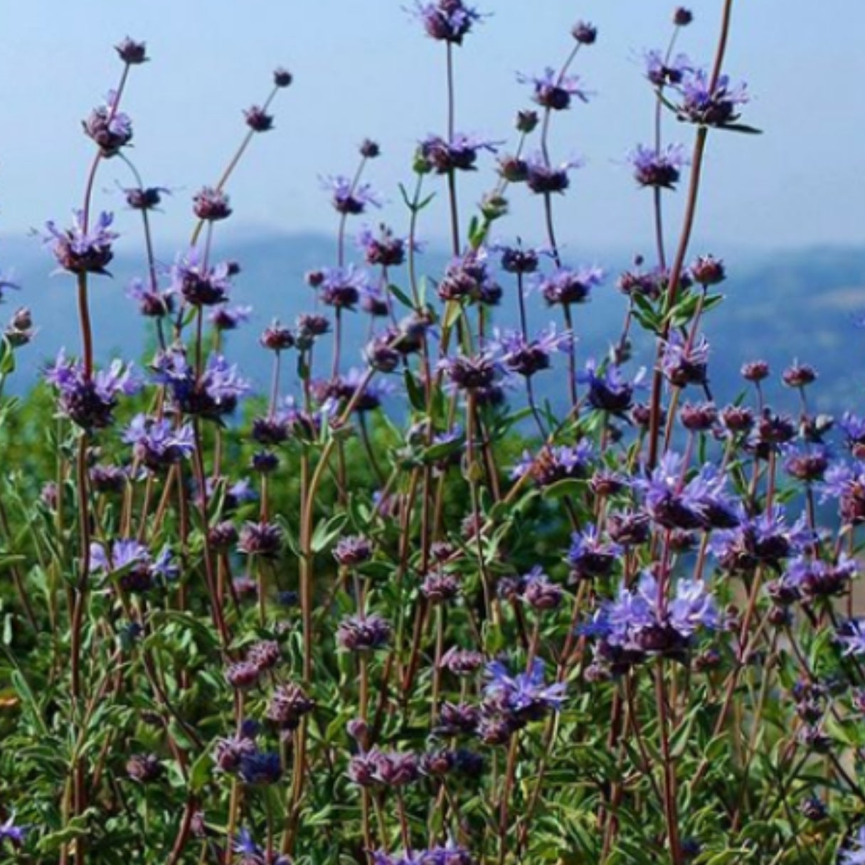 'Chaparral' Sage | Natura Greenhouse