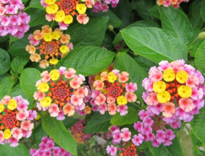 Lantana 'Confetti' – Michler's Florist, Greenhouses & Garden Design