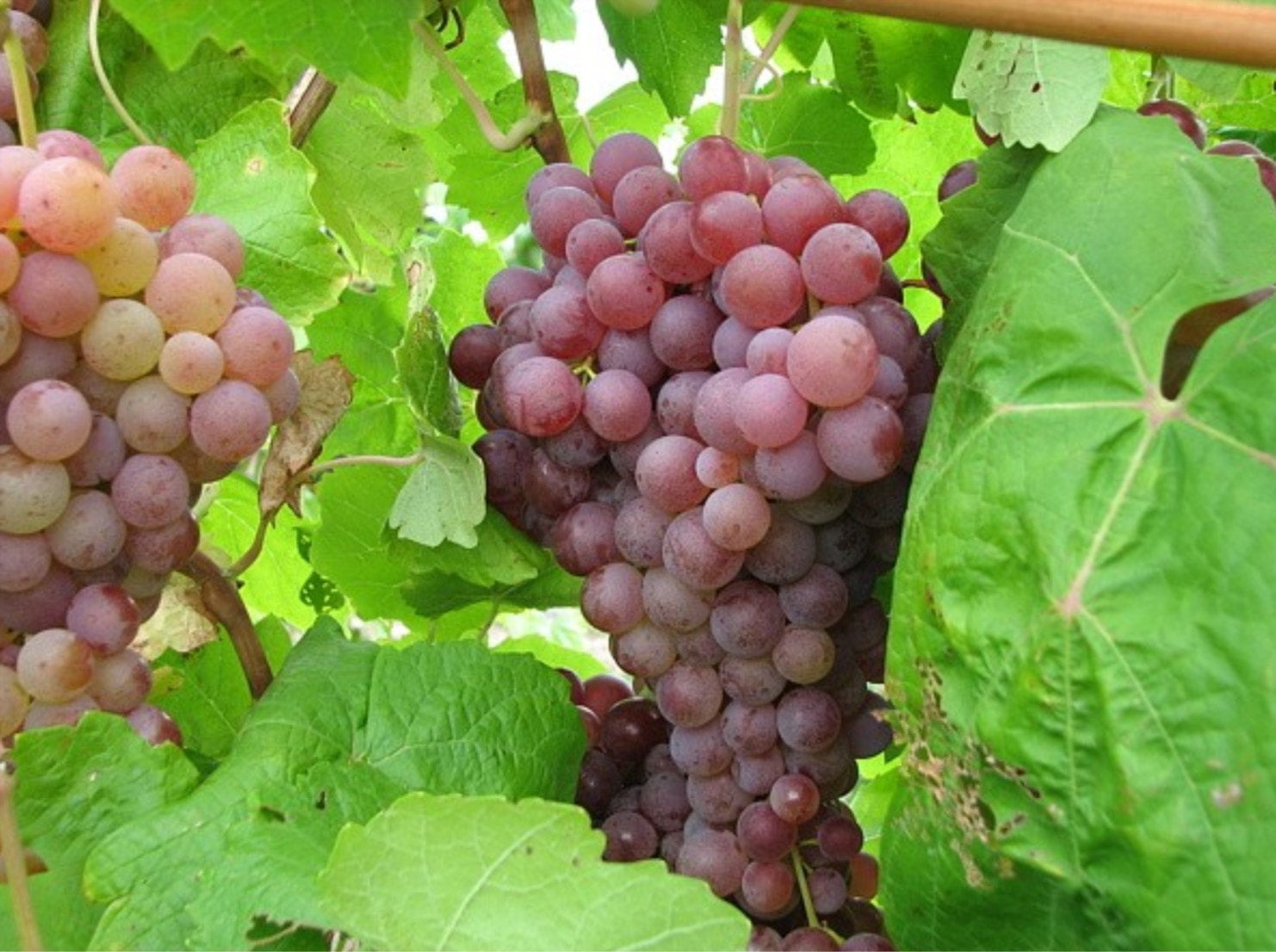 Buy Reliance Red Seedless Grape Vine